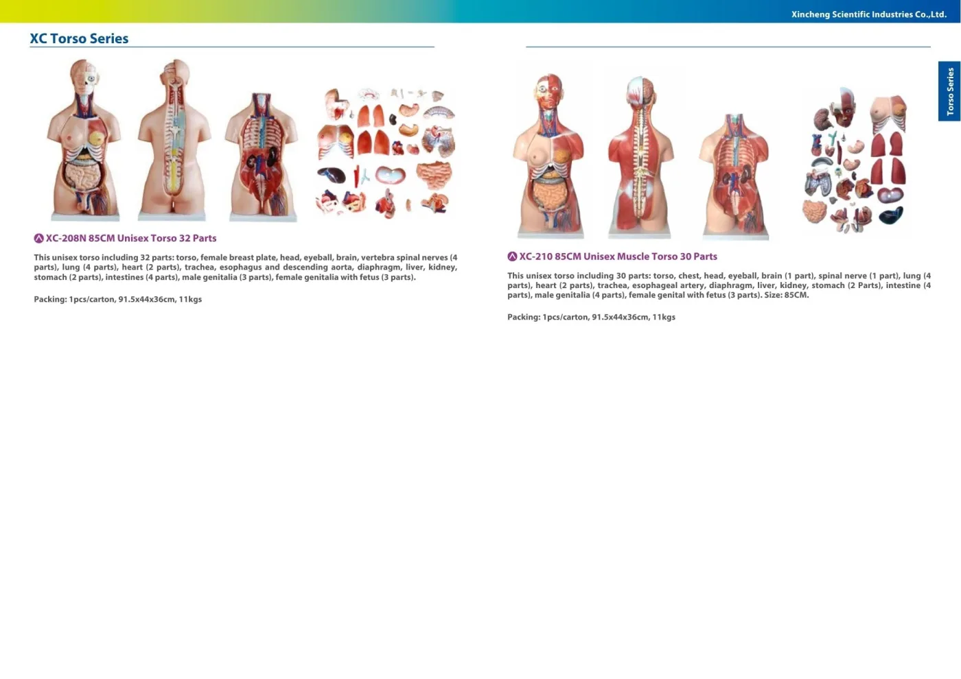 XINCH XC-210 85CM UNISEX MUSCLE TORSO 30 PARTS