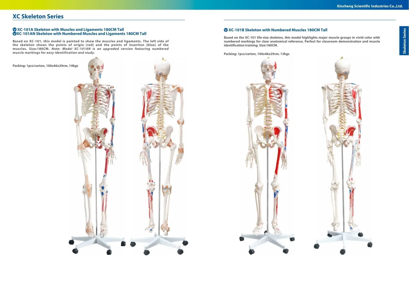 XINCH XC-101B 180CM SKELETON WITH NUMBERED MUSCLES