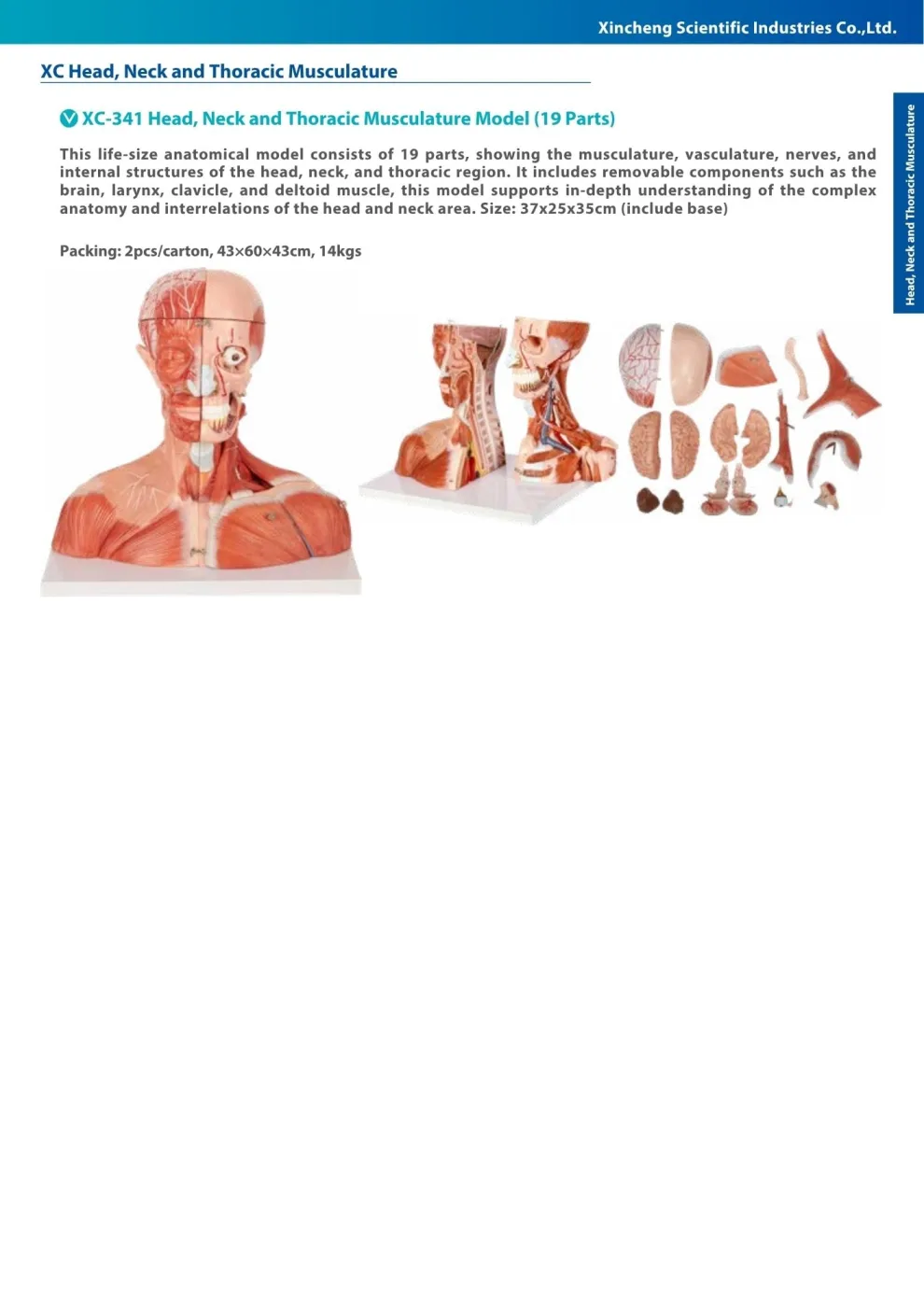 XINCH XC-341 HEAD, NECK AND THORACIC MUSCULATURE MODEL (19 PARTS)