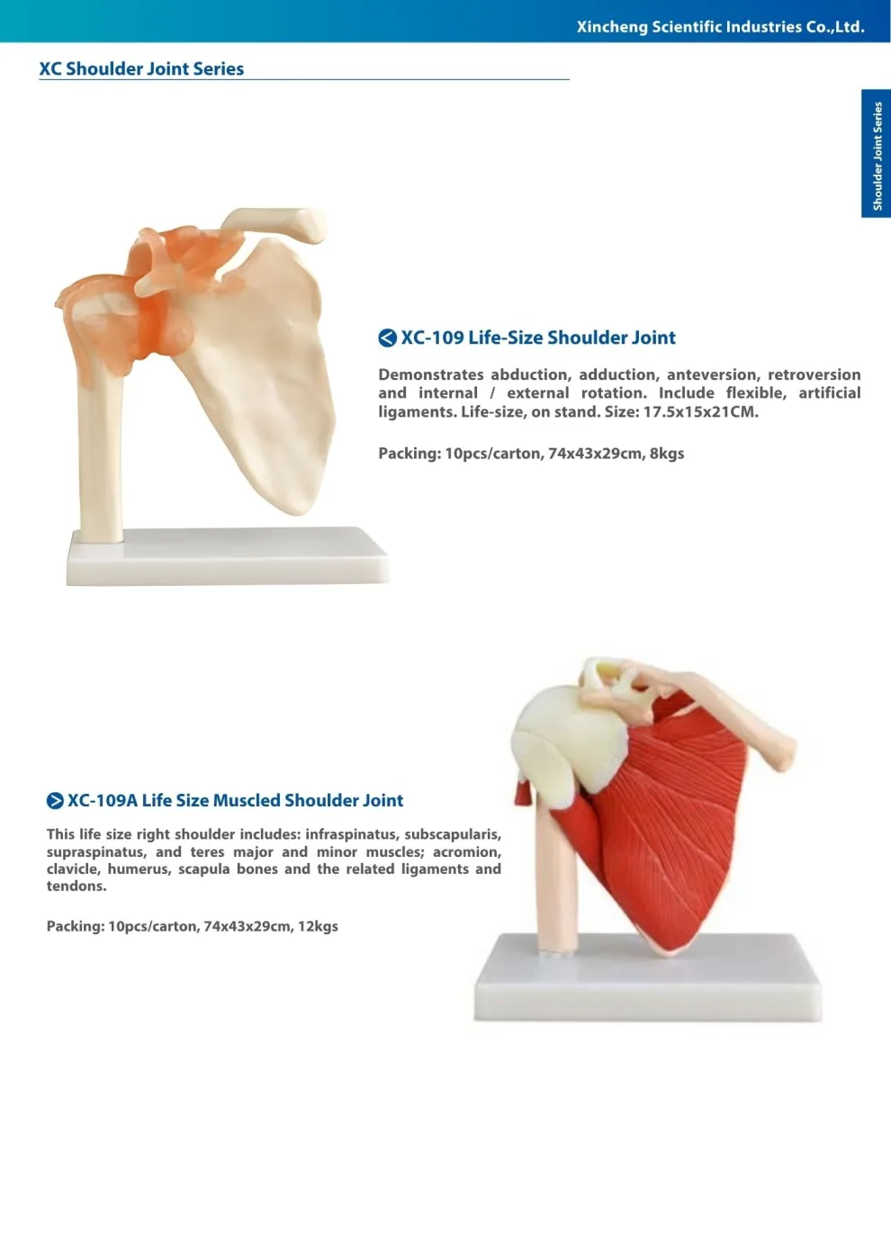 XINCH XC-109A LIFE-SIZE MUSCLED SHOULDER