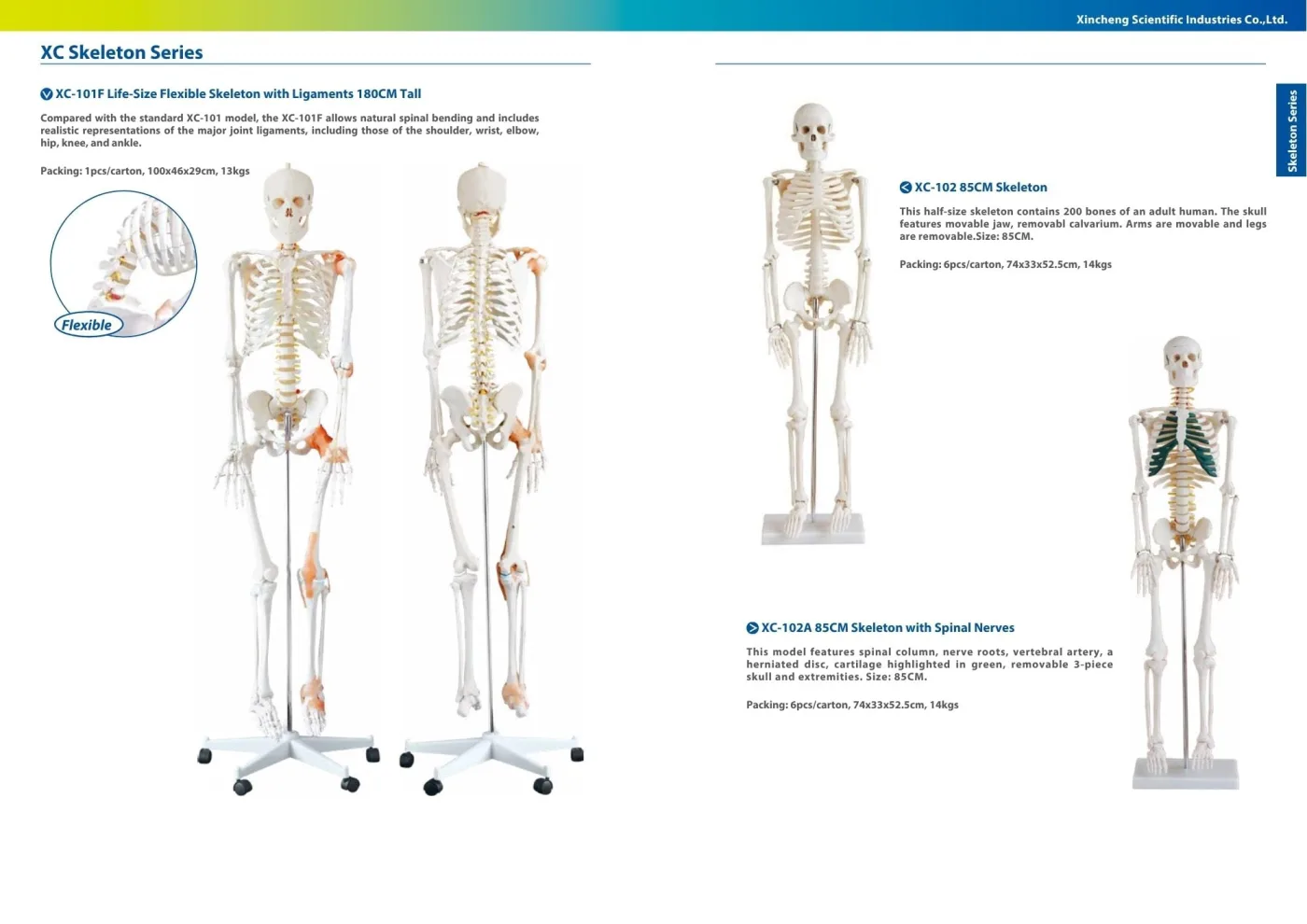 XINCH XC-101F LIFE-SIZE FLEXIBLE SKELETON WITH LIGAMENTS 180CM TALL