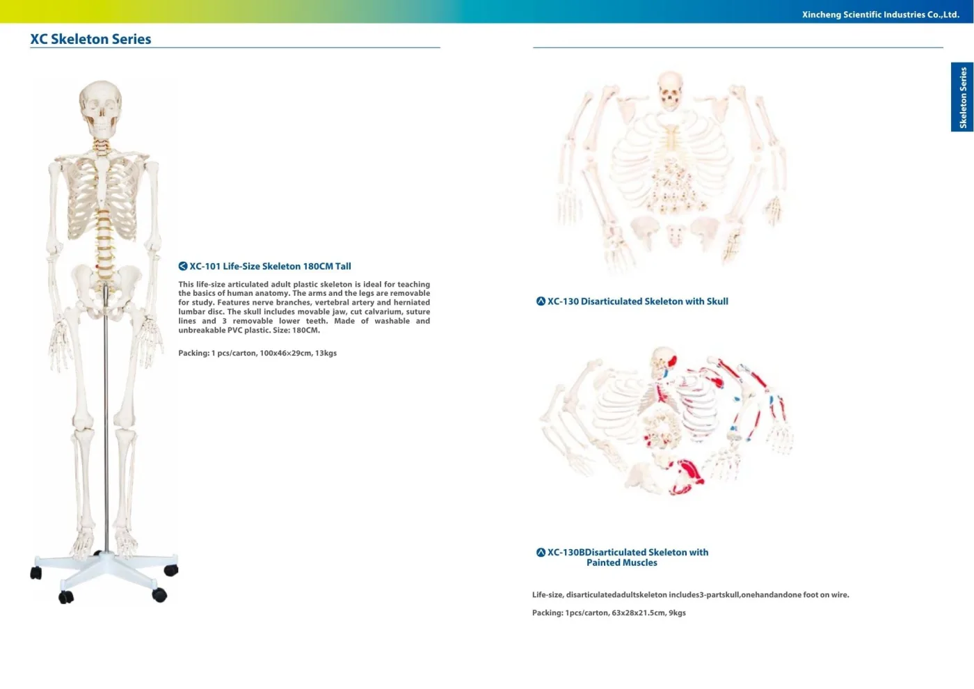 XINCH XC-130B DISARTICULATED SKELETON WITH PAINTED MUSCLES