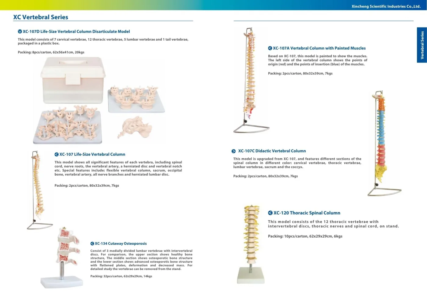 XINCH XC-134 CUTAWAY OSTEOPOROSIS
