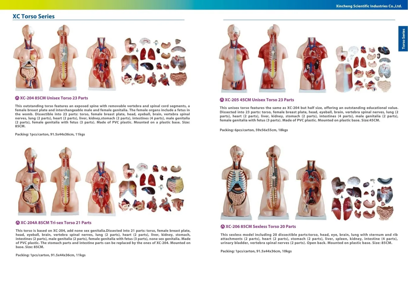XINCH XC-205 45CM MEDIUM UNISEX TORSO 23 PARTS