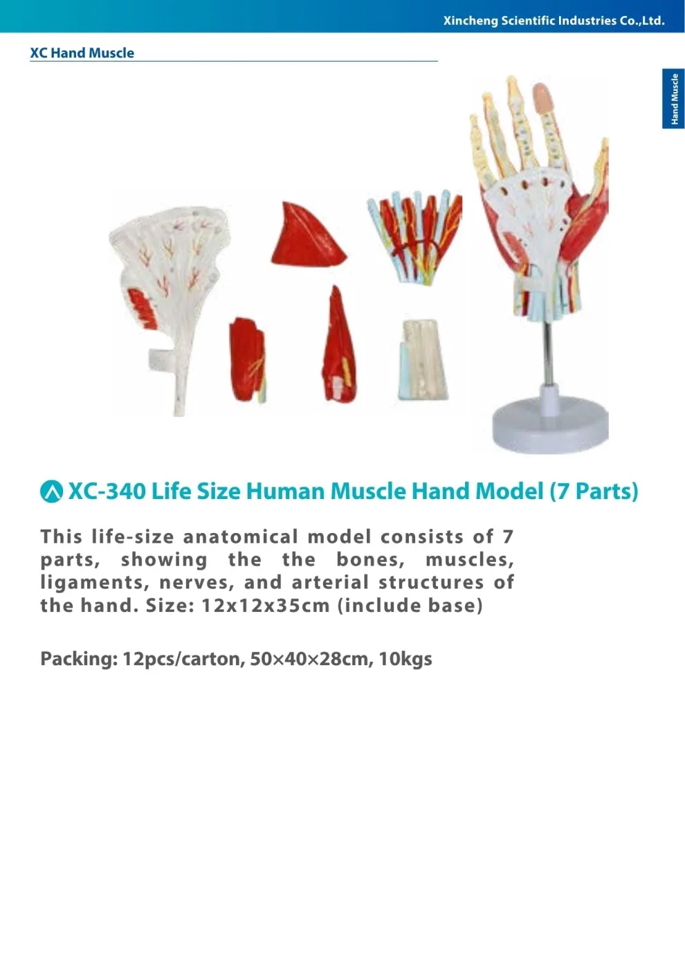 XINCH XC-340 LIFE SIZE HUMAN MUSCLE HAND MODEL (7 PARTS)