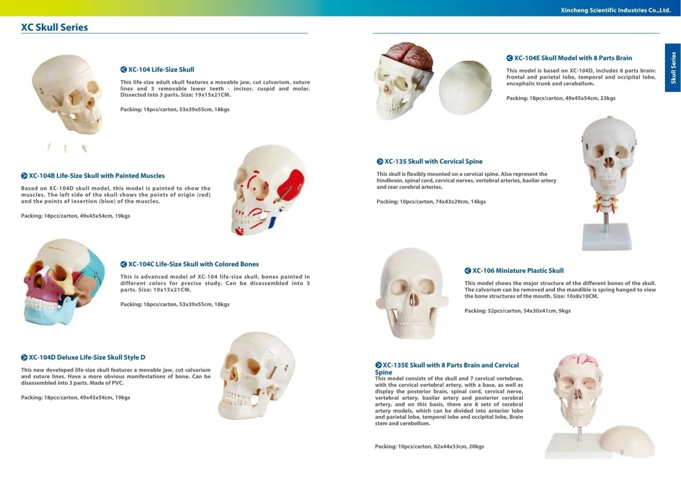 XINCH XC-104D DELUXE LIFE-SIZE SKULL STYLE D