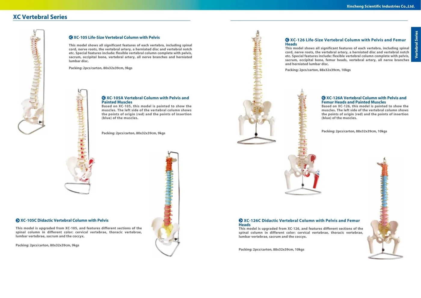 XINCH XC-105A VERTEBRAL COLUMN W/PELVIS & PAINTED MUSCLES